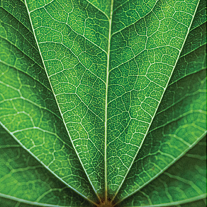 Green Affordable Housing Facility